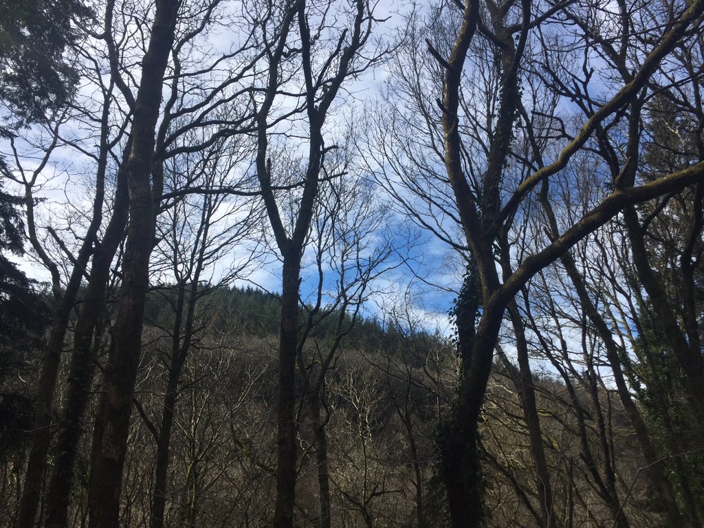 SpiralIndigo's tweet photo. Lovely day in #Brechfa forest 🌳 🚲 ☀️ https://t.co/XNJ8fj57dk