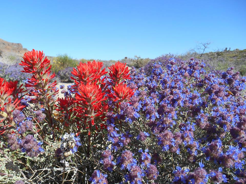 NationalParkFdn's tweet photo. Blooms &amp; Buds: Where to Find the Best #NationalPark Flowers 🌼 https://t.co/rnnELV2GYM 🌼 #FindYourPark https://t.co/qnauNrpI19