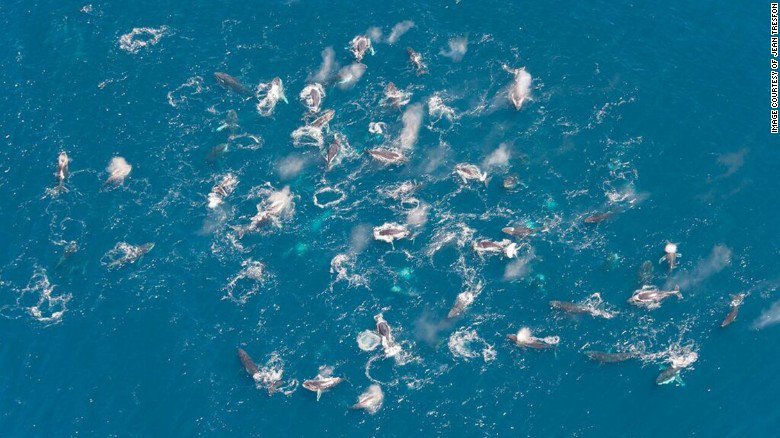 CNNEE's tweet photo. Las ballenas jorobadas están actuando muy extraño y los científicos quieren saber por qué https://t.co/lNVvsNujpz https://t.co/4B8Trp8ddu