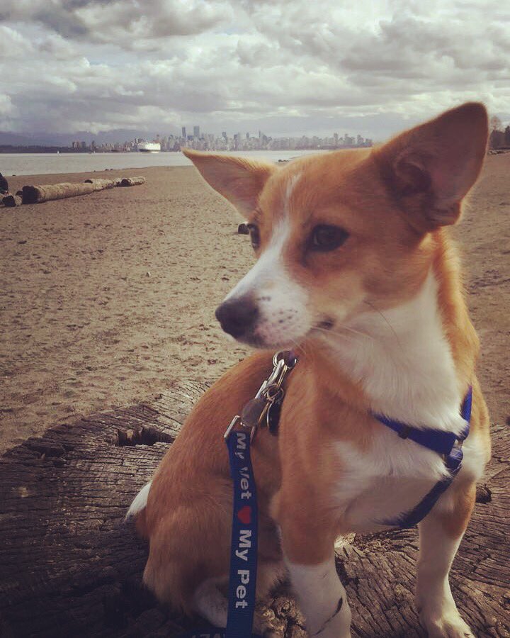 Kathleen_McGee's tweet photo. This majestic boy changed my life has me out discovering Vancouver more than I have in my 3 years here. #EugeneTheMachine https://t.co/jALzYPv4oy