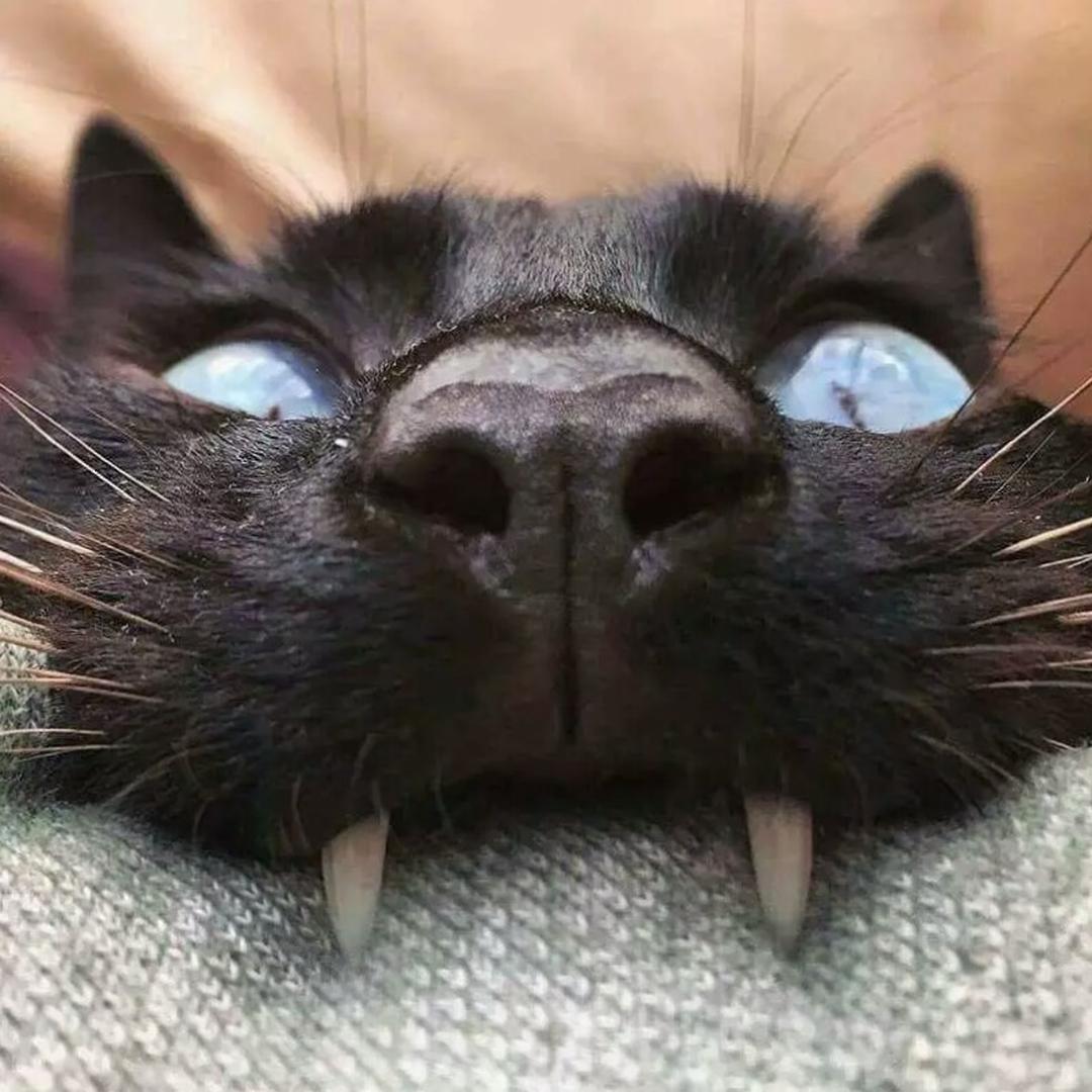 #кот #котэ #котик #котики