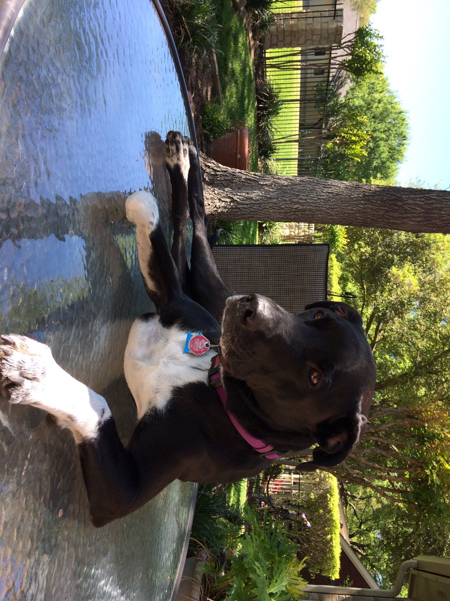 MondayLunch4SU's tweet photo. This is Lucy. She hopes your beautiful Saturday is as chillled as hers. Guess she's resting up for #churchlunch https://t.co/ypQOIgp2OD