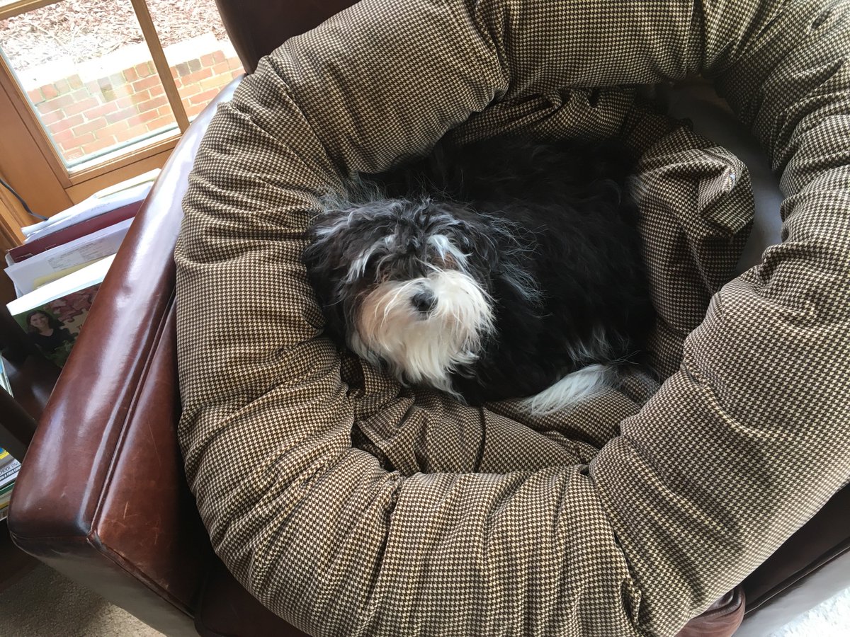 GmodOffical's tweet photo. Got a new puppy for my birthday turning 16. We named her Bella https://t.co/f3j3QOvgFn