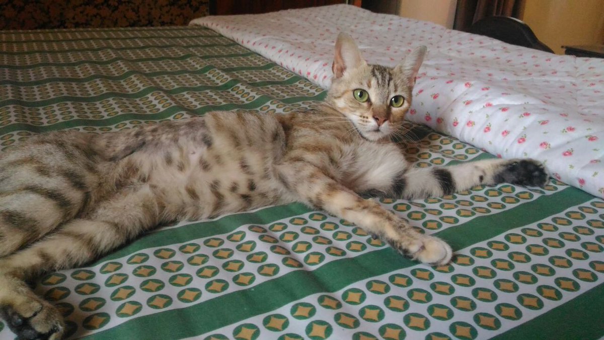 Hacé feliz a un gato tweet media