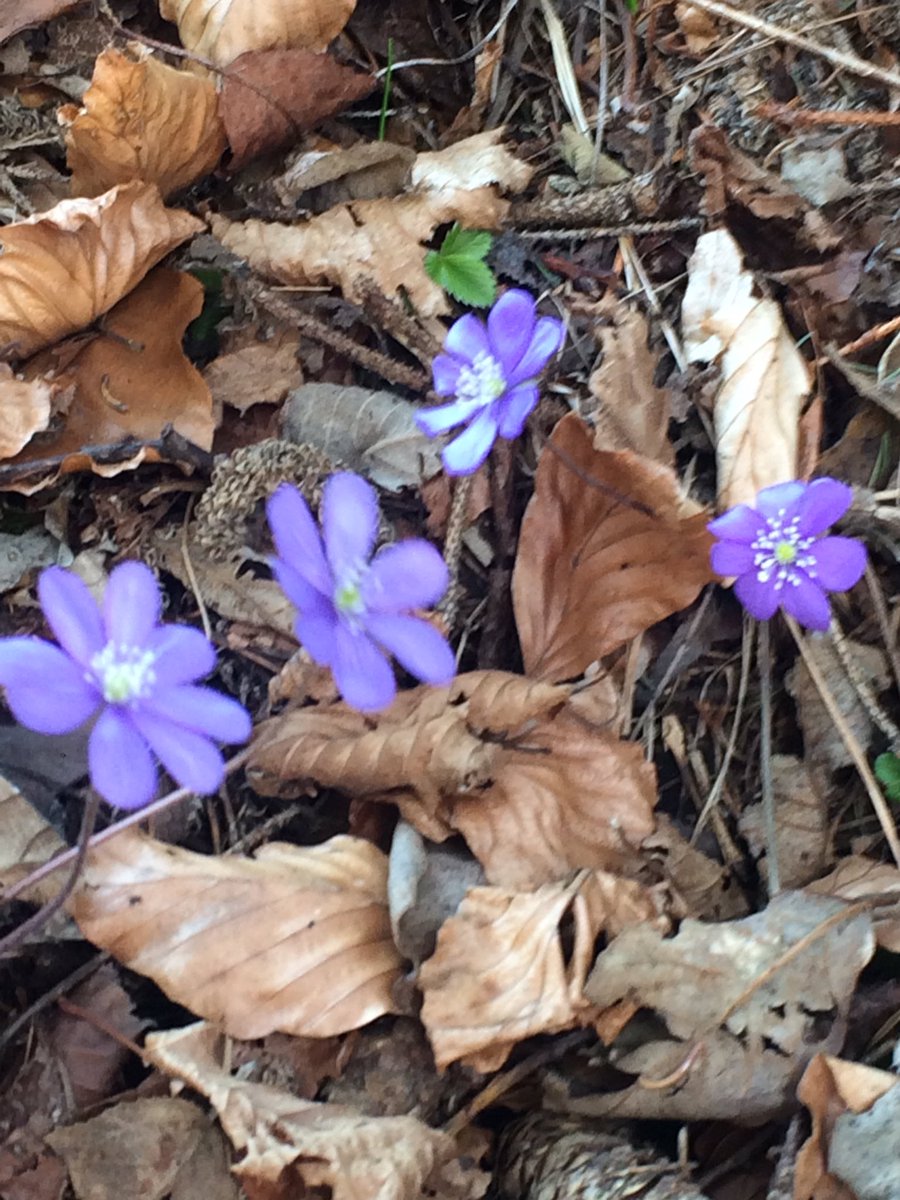 GiorgioGiovane's tweet photo. Sole, panorame stupende, neve e fiori: tutto lo splendore di primavera per #trailrunning oggi fra Aldein e @Bletterbach nel @altoadige_info https://t.co/oHsY1YSeDK