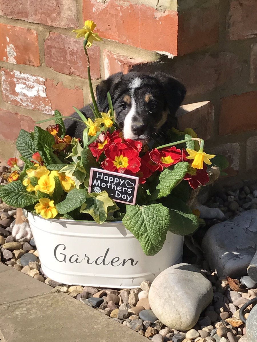 Happy Mother's Day, Spring Time brings new arrivals #Sheepdog #MothersDay #SpringTime <a href="/BCTGB/">Border Collie Trust</a>