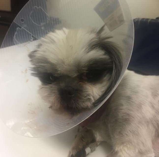 PrisonPlanet's tweet photo. Help this poor pup that was beaten &amp; left for dead by vile thugs. Info at https://t.co/sRNdebqbSG https://t.co/CG4GGdTmj2