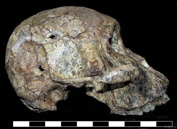 Sts 71 - 2.5 million-year-old Australopithecus africanus cranium from Sterkfontein, South Africa. Cranial Capacity of 428 cc