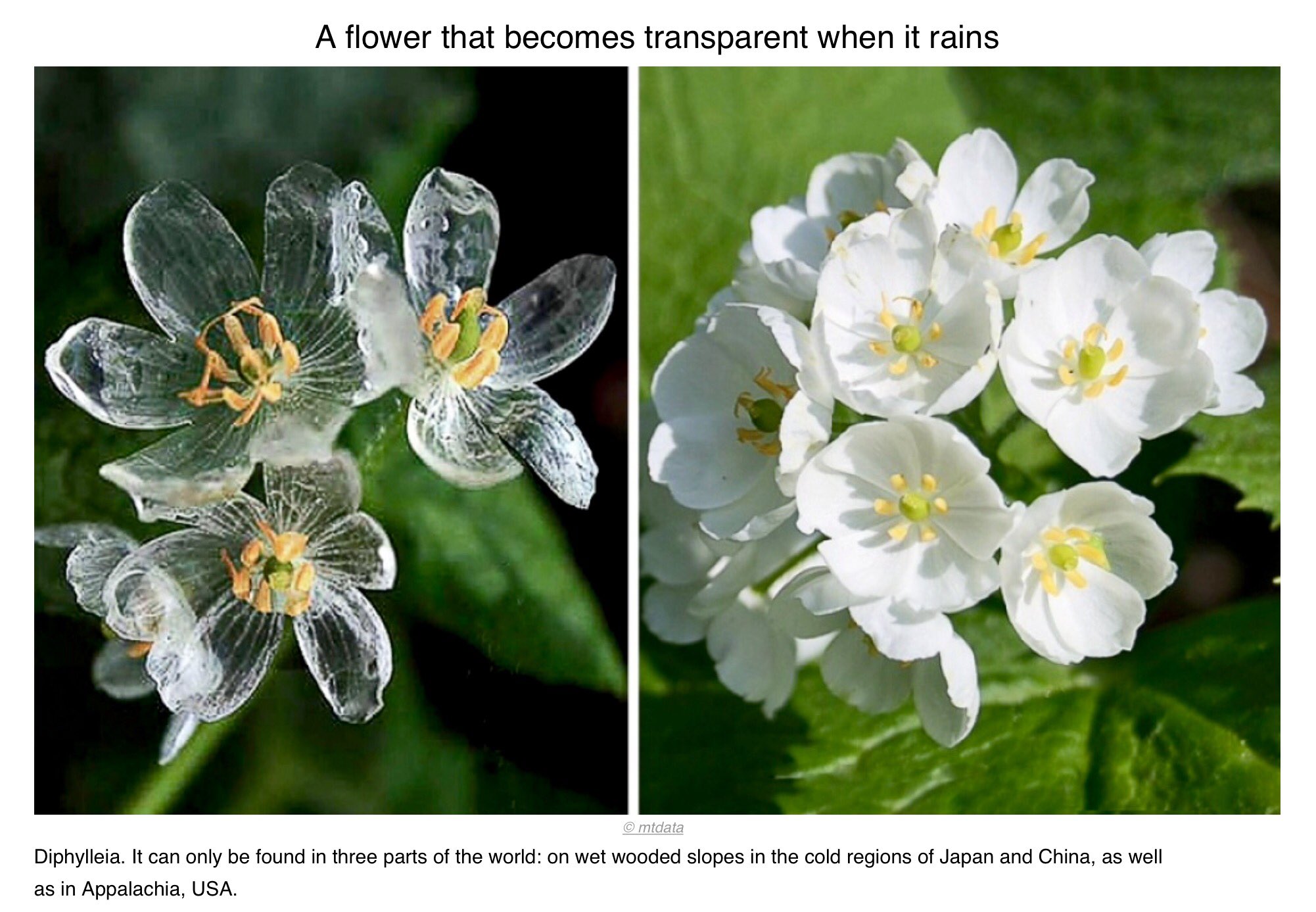 Skeleton Flowers & Water