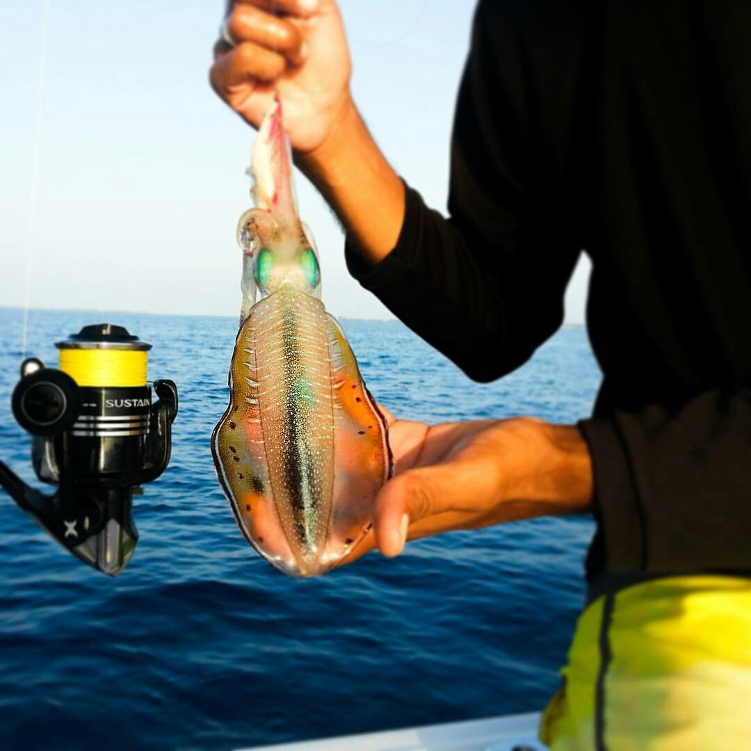 maldives's tweet photo. Let me give you a cuttle!! 🎣🐟
Credit to @MefzalSalih https://t.co/fUDBu84mp8
