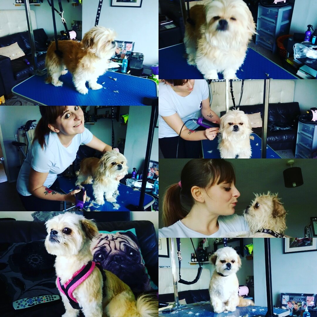 FranksDgcs's tweet photo. Honey the #Shihtzu X #chihauhau for her groom today. #grooming #selfemployed #lovedogs #lovemyjob #Franksdgcs #whitstable 🐩🚿✂️ https://t.co/NtlnMrpqb7