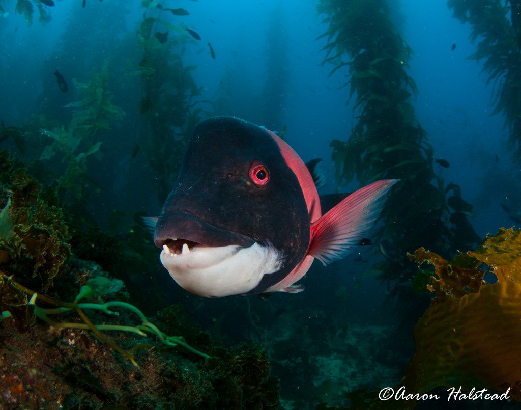 nullframe_'s tweet image. Some “Best of 2016” images… aaronhalstead.com/2017/03/25/som…