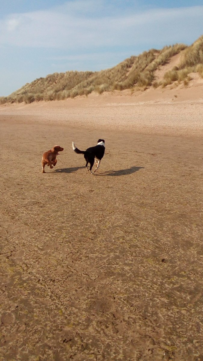 Bailey have a great time with millom mutz Dogwalker @BWGlenridding <a href="/conistonhotel/">The Coniston Hotel Country Estate & Spa</a> <a href="/glocky9/">Lake District Fells 🇬🇧</a> <a href="/BrockwoodHall/">Brockwood Hall</a> <a href="/KevenBrown7/">Handy man with van</a>