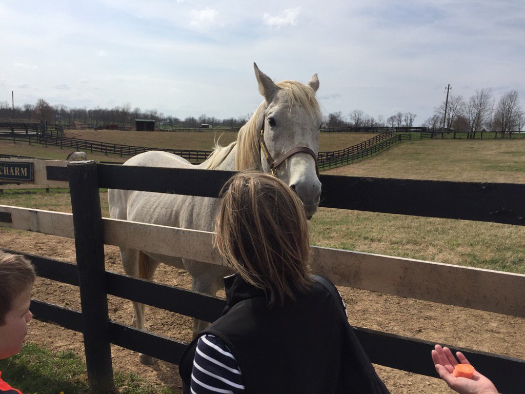 zhhooper's tweet photo. Feeding Silver Charm https://t.co/jMCqwQqP08