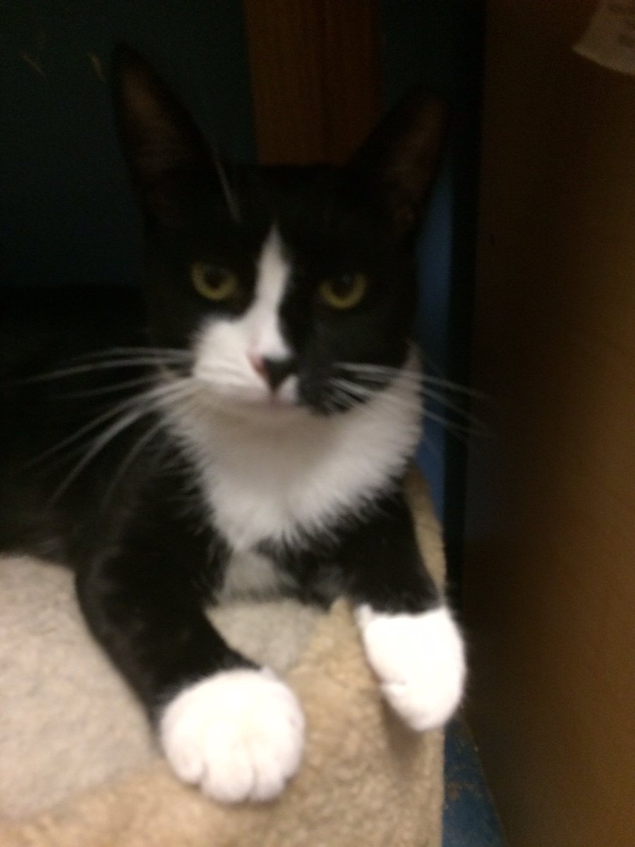 the white cat joyce carol oates