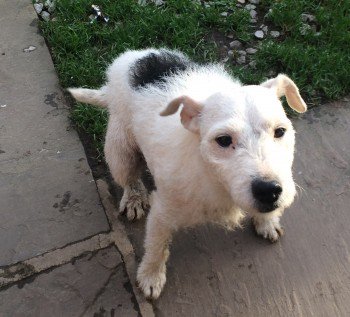 HunnyJax's tweet photo. https://t.co/GyzdXag3RY
19 Jan 2017 Female #JRT
#Stolen from locked farmbuilding during night burglary in Tockwith nr. #Wetherby
#Yorkshire https://t.co/1dzs0poXlU
