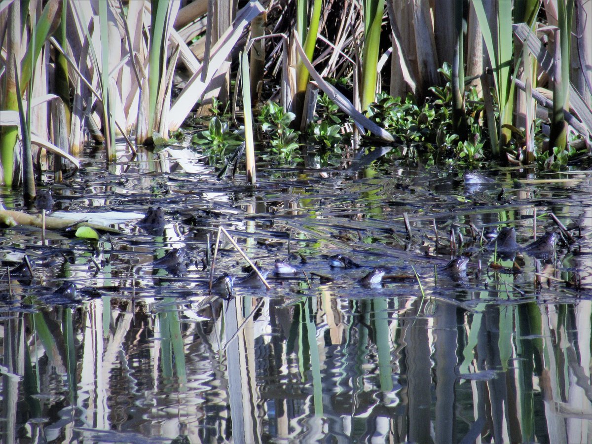 TGOJM1's tweet photo. How many FROGS are in this photo I took today... Please feel free to re-tweet and if you want the correct answer PM me #frogtasticfun https://t.co/j9p4WzMDPS