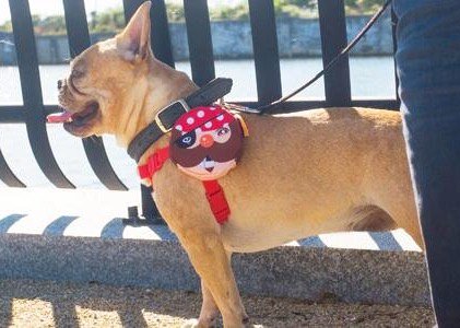 ForYourDogs's tweet photo. Doggie backpack 2 hold poop bags/phones/keys/etc &amp;more products from #amazon. Check it out @ https://t.co/9kMVd5CkRb https://t.co/KluBLqQouC