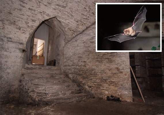 Rare chance to visit Cardigan Castles medieval basement cambrian-news.co.uk/article.cfm?id…