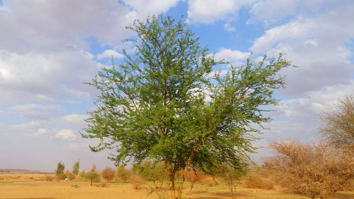 ibu23111's tweet photo. الطلح النجدي:Acacia gerrardii 
ssp negevensis var. najdensis zoh
 سريعةالنمو.تتحمل الجفاف والصقيع والحرارةالعاليةازهارهاقيمةفي إنتاج العسل https://t.co/w3K7dGN4Vd