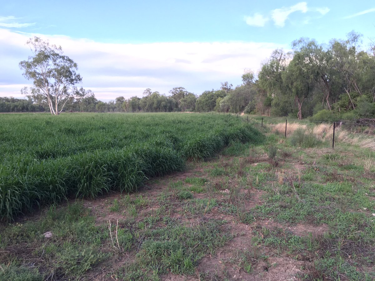 lockrey_tony's tweet photo. Pretty happy we put the effort into establishing #heritageseeds #gattonpanic just a tad better than the native grass https://t.co/OL6hZwpJ5t