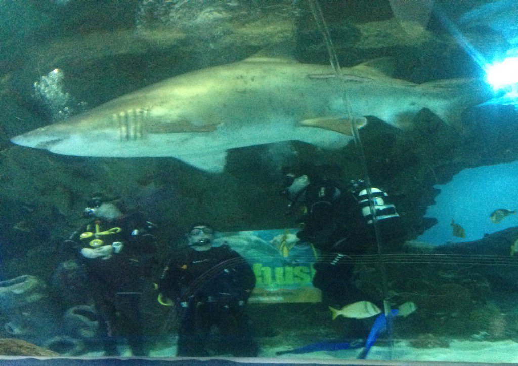 What an incredible present <a href="/MaxwellSwimClub/">Maxwell Swim Club</a>. Being able to get so close to these amazing creatures was fantastic!!!