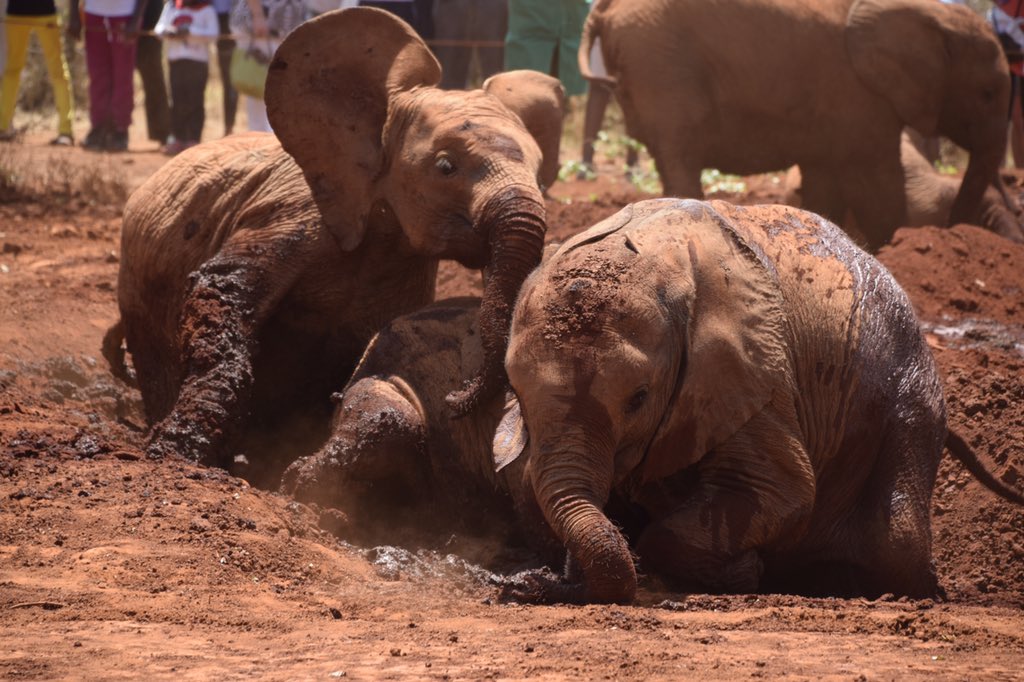 Team Kenya 🇰🇪 visit to the elephant orphanage outside Nairobi #DavidSheldrickWildlifeTrust