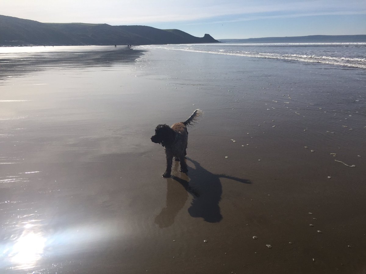 mrhumphreyhound's tweet photo. Life's a #beach Woofs from #Wales #dogslife #beachlife https://t.co/6ZqIM1GOGa