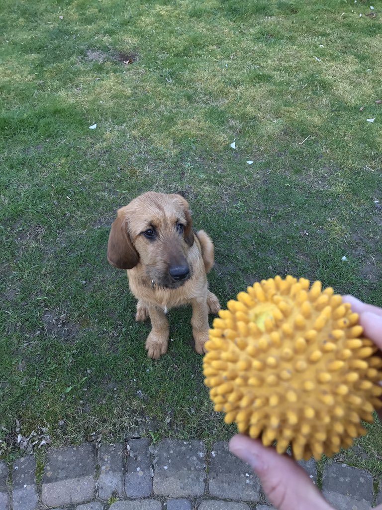 Lucy281016's tweet photo. Pls lets play #puppy #dogsoftwitter #briard #bloodhound https://t.co/sT55nBl5kH