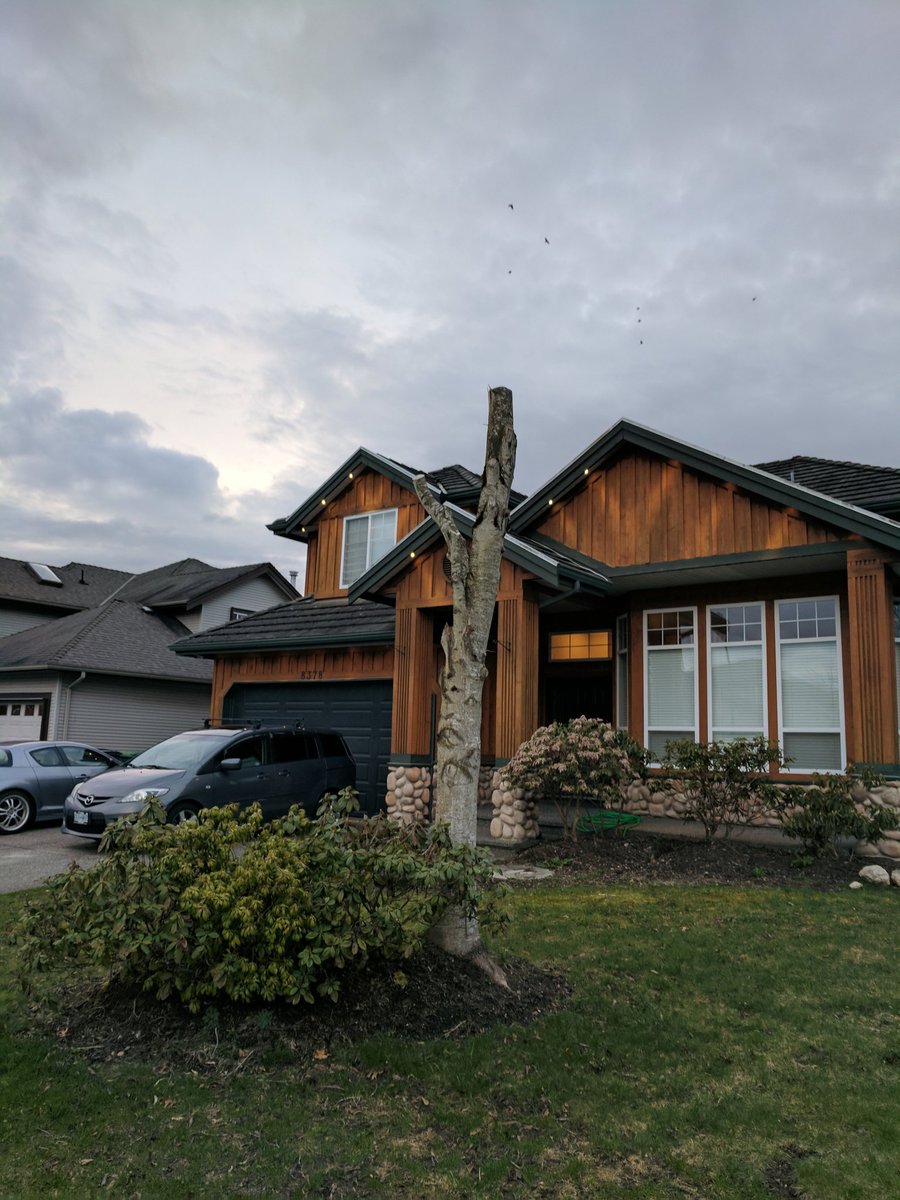 TSutherlandCPA's tweet image. What a hack job on this tree. #SurreyBC #surreybylaw