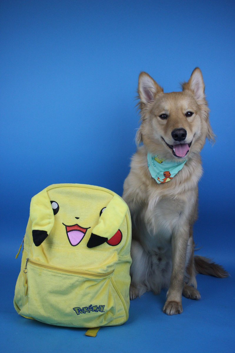 milodamutt's tweet photo. Happy Weekend! #PawsUpForTheWeekend #HappyWeekend #Pokemon #Pikachu https://t.co/PJJNX1n9yU