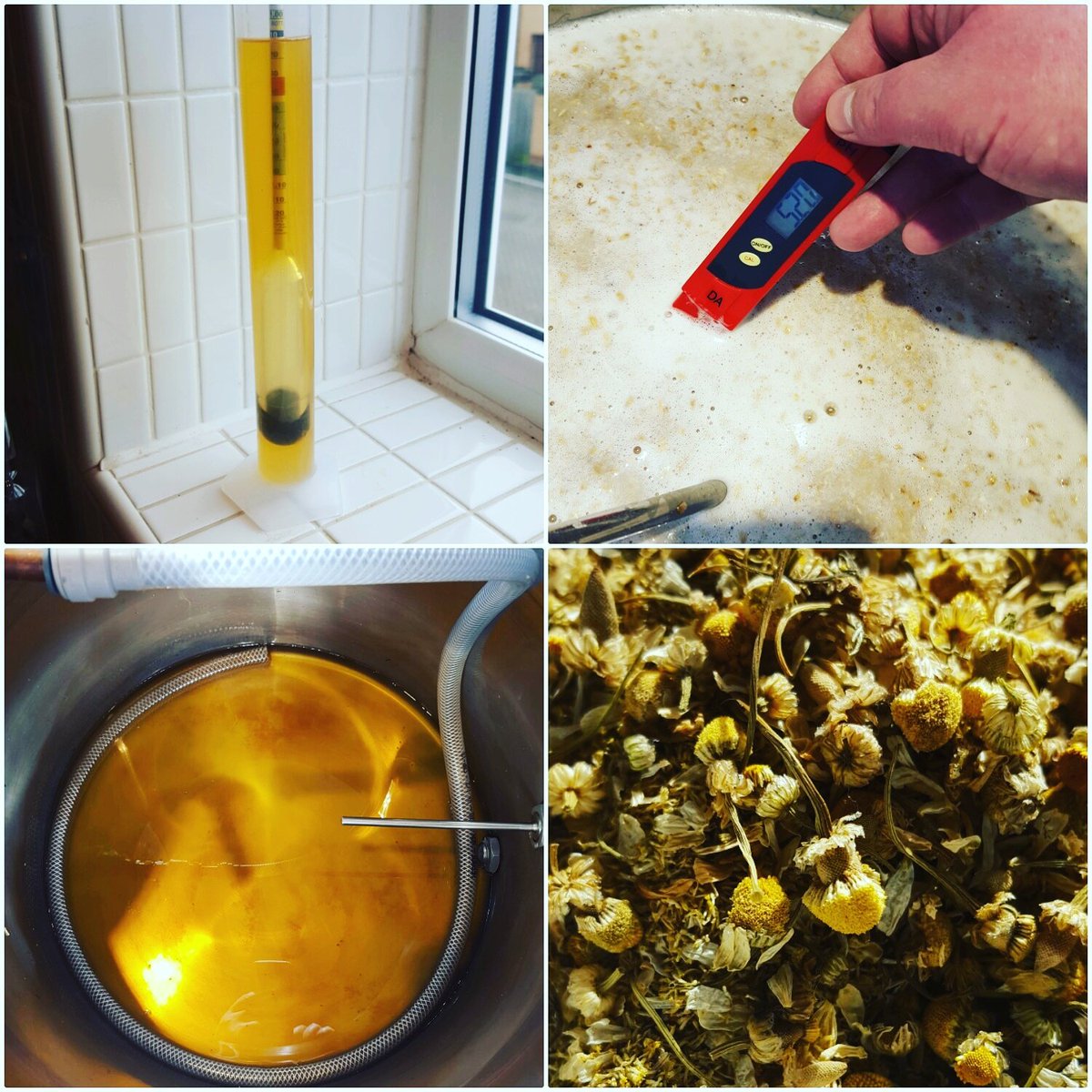 Trying my <a href="/CheshireBrewCru/">Cheshire Brew Crew</a> entry for the first time, 1 week in the bottle and Camomile Tea Party is tasting mighty fine. <a href="/BlackLodgeBrew/">Black Lodge Brewery</a>