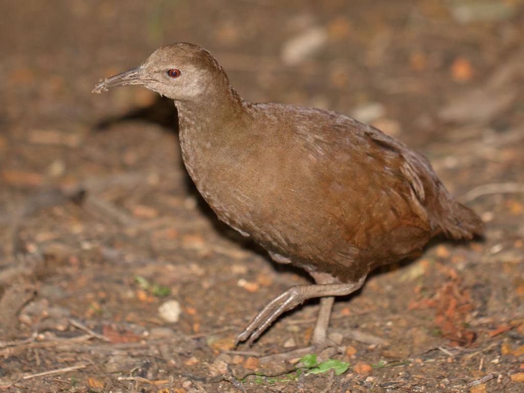NaturesChannel's tweet photo. Resurrecting #extinct species might come at a terrible cost | @EurekAlert https://t.co/KruQ8poagB https://t.co/lem4f2HoEV