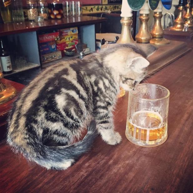 GHFAustin's tweet photo. #Caturday vibes in the #TapRoom. Try a cold pint of @RealAleBrewing #Firemans4 #BlondeAle. Pairs well w/ our Nashville Chicken Sandwich. 😋 https://t.co/4OXVAnm9ql