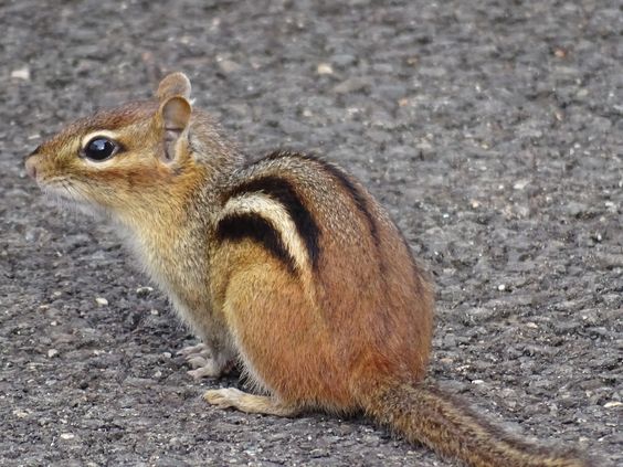 My Pal Chip.