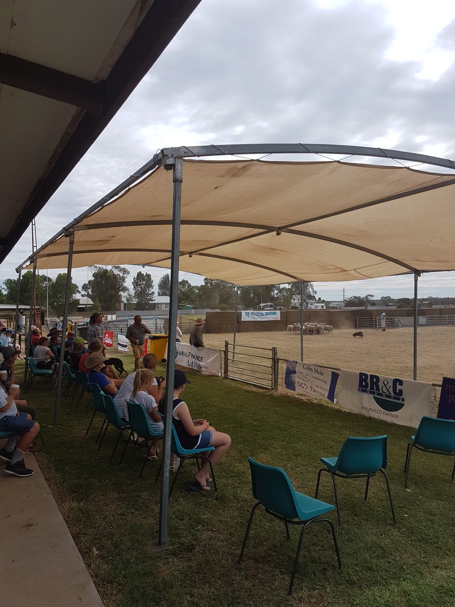 BrianLeahy11's tweet image. Vic Yard Working #Sheepdog Championships. Underway #Patchewollock @stockandland @severs_jeanette