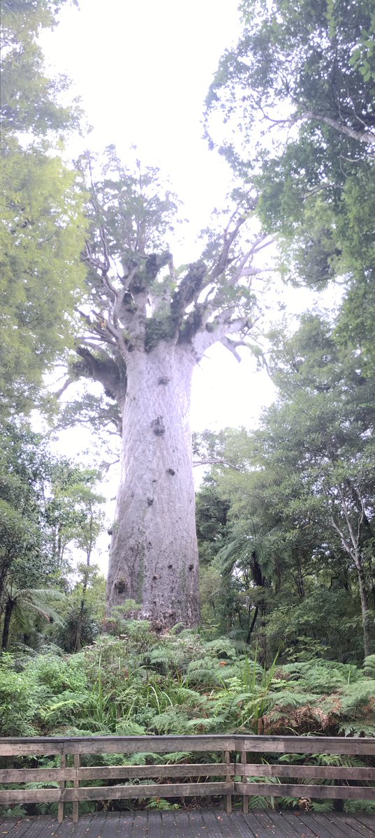 rprabhu81's tweet photo. #kauritree #BiggestKauriTreeInNZ lord of the forest. 2000 year old https://t.co/mGapylNgjL