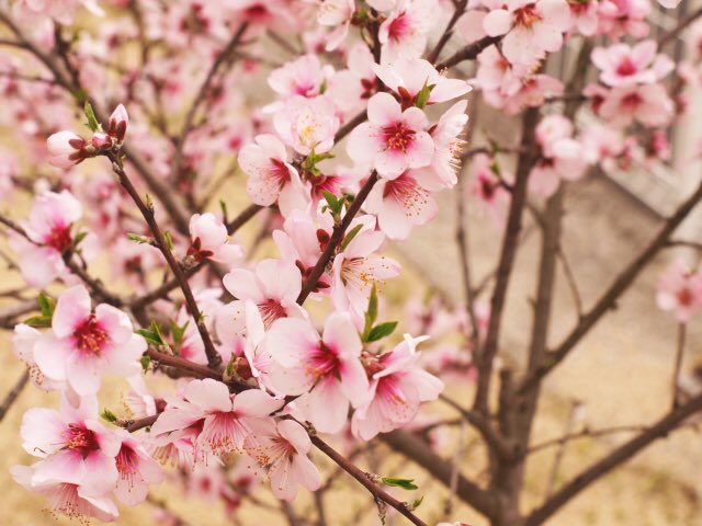 梅 桃 桜の見分け方のイラストが分かりやすいと話題に Togetter