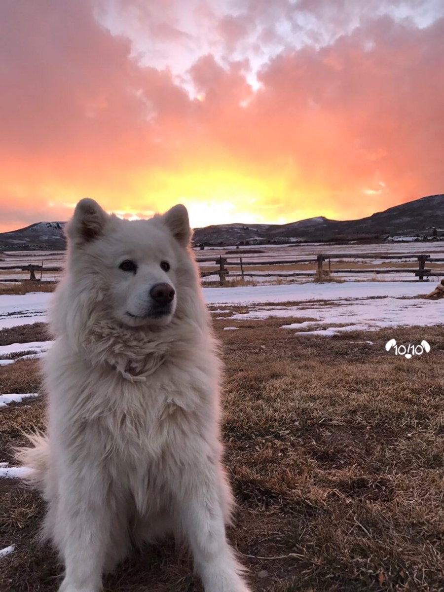 dog_rates's tweet photo. We usually don't rate polar bears but this one seems extra good. Majestic as h*ck. 13/10 would hug for a while https://t.co/TLNexlqzXP