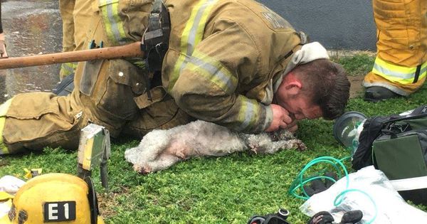 PlanetGreen's tweet photo. Firefighter saves dog with mouth to snout resuscitation https://t.co/kHQAfrl1FP https://t.co/b4BmrDjIdV