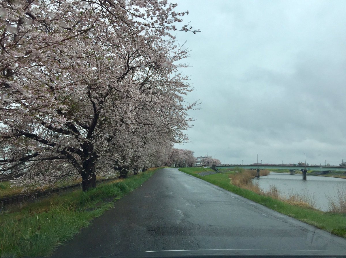 mnmybea's tweet photo. 🐯*·

天気悪かったから車の中
からお花見w
き、綺麗だったよw https://t.co/dmGfunDcCP