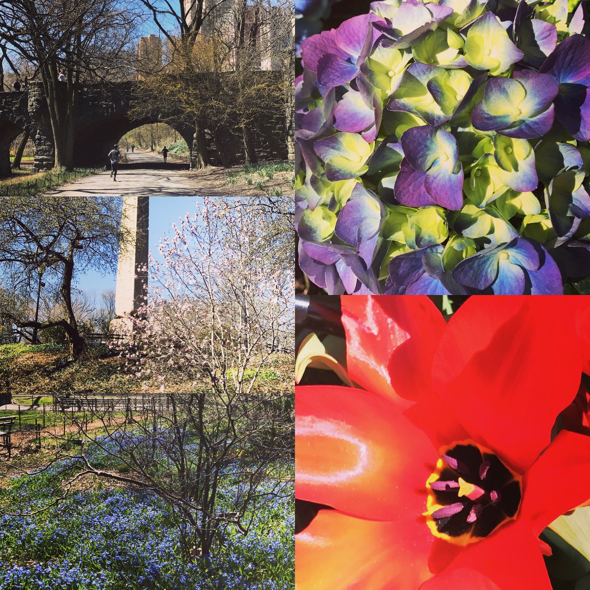Coachdorow's tweet photo. Signs of spring everywhere along today's run. #centralpark #fillthelungs #fillthesoul https://t.co/9ckWOnm99B