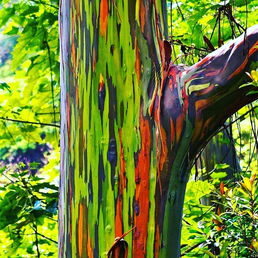 evrgrdn's tweet photo. Amazing bark of Rainbow Eucalyptus Tree. Native to New Zealand.
#trees #plants #rainbow #garden #woods #nature #flora #evrgrdn https://t.co/h7mhBhou84