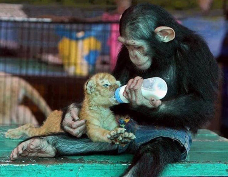 Insanlik ölmüs olabilir Ama hayvanlik olmemis😕