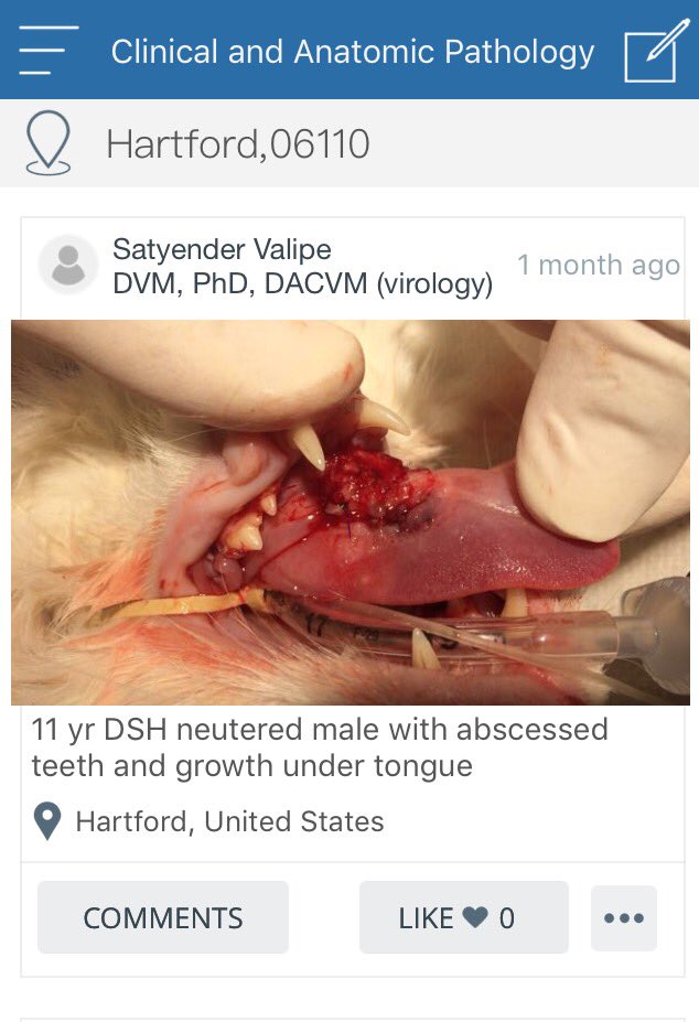 VetDiscussion's tweet photo. What's your thoughts on this lesion under the tongue. Join the discussion for free at https://t.co/CtUdjDXmXP https://t.co/PGdZJmHoE8