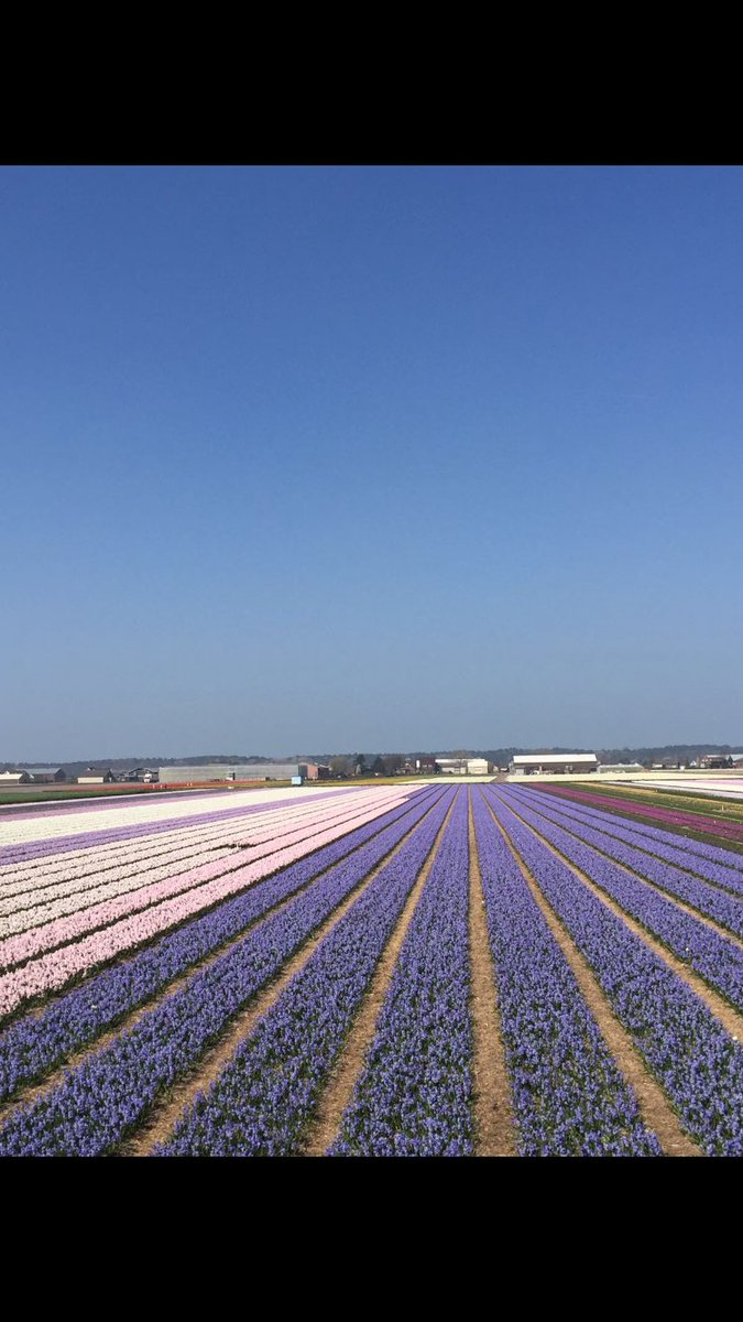 Klaheeflowers's tweet photo. Beautyfull https://t.co/egSqqBE83z