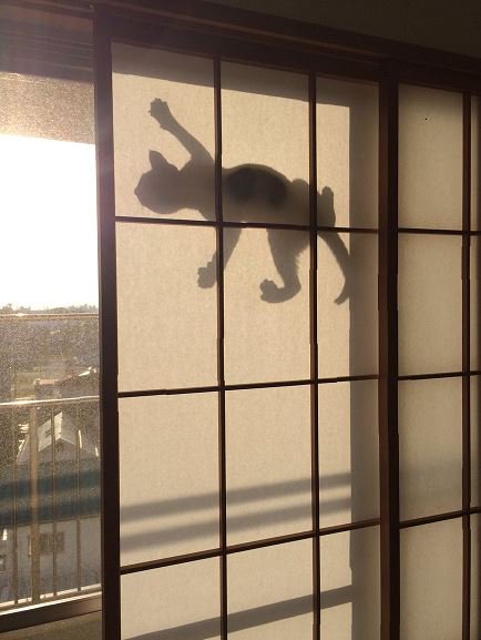 ガタッ　「誰だ！？」
ニャァ～　「何だ猫か…」