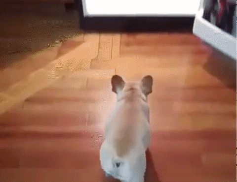 There are two types of #hotdog. This poor chap is one. The ACE ones we serve are the others. 0161 929 4758 ;)) i.imgur.com/X9pSTBy.gifv