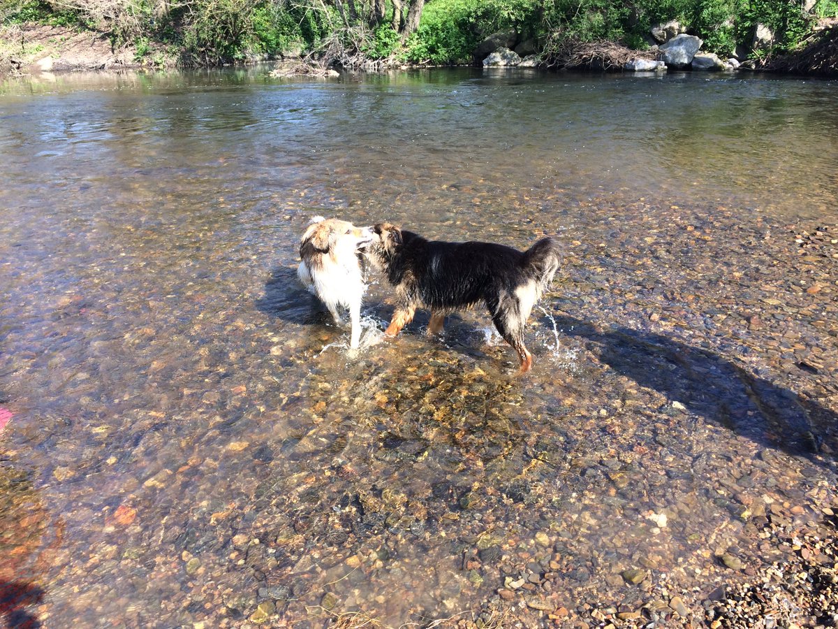 HomeEmmatucker's tweet photo. Beautiful day for a dog walk. #Teigngrace #stunning https://t.co/e3yb7CVsfe