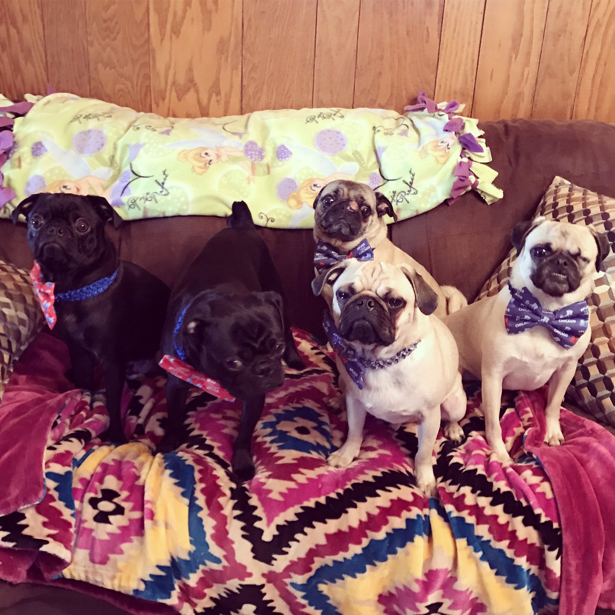 Walter_the_pug's tweet photo. #ThePittsburghGrumble is anxiously awaiting our trip to #PugsTakeChicago. And of course we got our bow ties to support pug rescue 🖤💛🖤💛🖤 https://t.co/kW2lzPGyMb